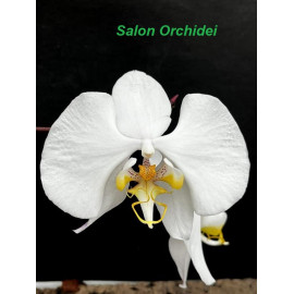 Phalaenopsis amabilis...