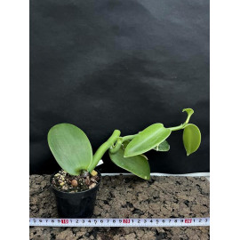 Vanilla siamensis (NFS)