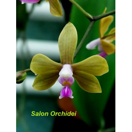 Phalaenopsis stobartiana (NFS)
