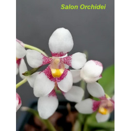 Sarcochilus fitzgeraldii (NFS)