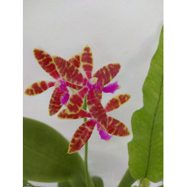 Phalaenopsis bastiani (NFS)