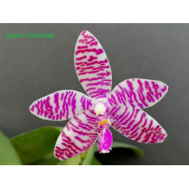 Phalaenopsis lueddemanniana...