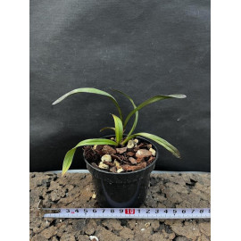 Cymbidium ensifolium...