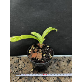 Sarcoglottis sceptrodes (NFS)