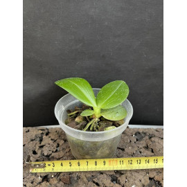 Phalaenopsis Princess...