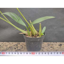 Coelogyne peltastes (FS)
