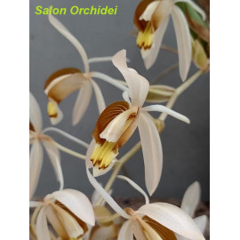 Coelogyne swaniana (FS)