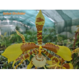 Rossioglossum grande (FS)