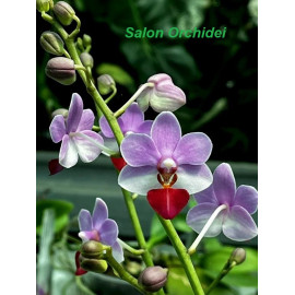 Phalaenopsis Liu's...