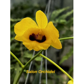 Dendrobium chrysotoxum (FS)