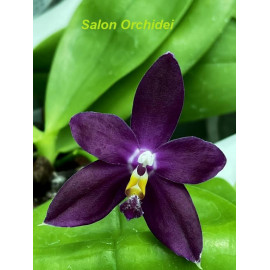 Phalaenopsis 'Jennifer...