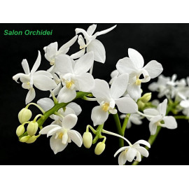 Phalaenopsis equestris alba...