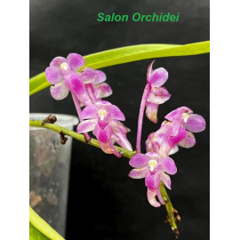 Aerides thibautiana (FS)