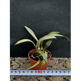 Oeceoclades spathulifera x...