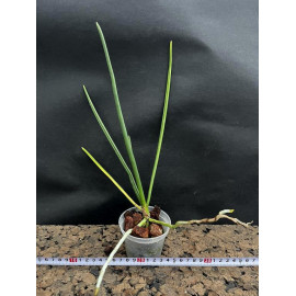 Paraphalaenopsis denevei x...