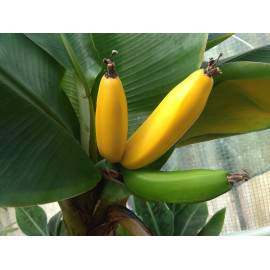 Bananowiec Musa acuminata...