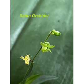Angraecum sacciferum (FS)