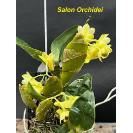 Dendrobium  ypsilon (FS)