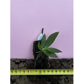 Aerangis macrocentra (NFS)