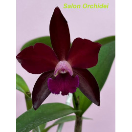 Ctt. Sagarik Wax (FS)
