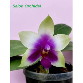 Phalaenopsis bellina Yellow...