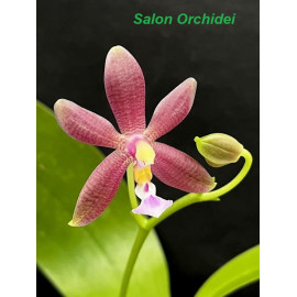 Phalaenopsis mannii x...