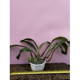 Bulbophyllum lobbii x...