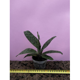 Paphiopedilum wardii Dark...