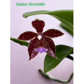 Phalaenopsis hieroglyphica...