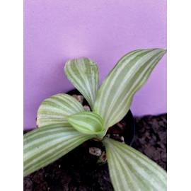 Sarcoglottis sceptrodes (NFS)