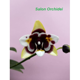 Phalaenopsis Anmio Yellow...