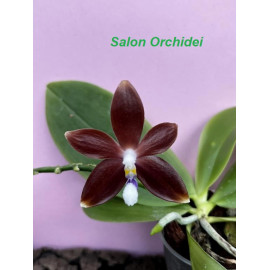 Phalaenopsis tetraspis...