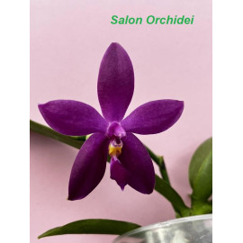 Phalaenopsis (KS Samera x...