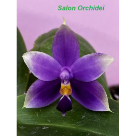 Phalaenopsis violacea...
