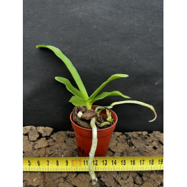 Sobennikoffia robusta (NFS)