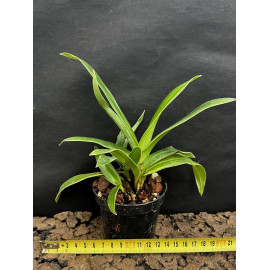 Phragmipedium Sorcerer's...