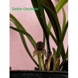 Dryadella (Masdevallia)...