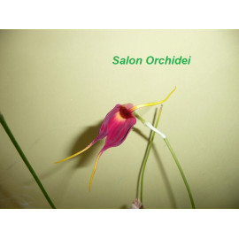 copy of Masdevallia...