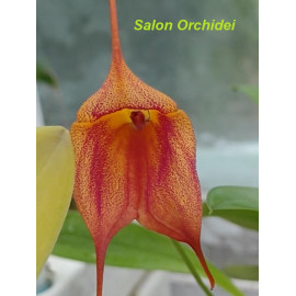 Masdevallia Whiskers...