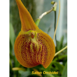 Masdevallia princeps (FS)