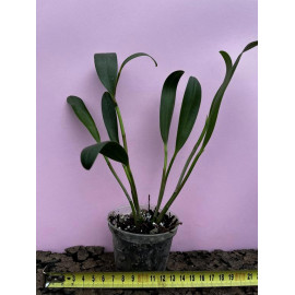 Stelis galeata 'Bryn Ingli'...