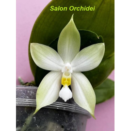 Phalaenopsis bellina var....