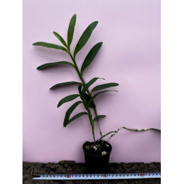 Dendrobium nobile var....