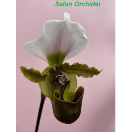 Paphiopedilum spicerianum...
