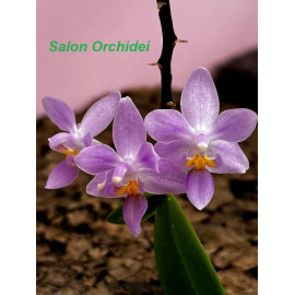 Phalaenopsis equestris...