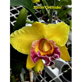 Blc. Chunyeah Good Life (FS)