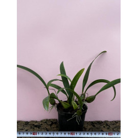 Bulbophyllum careyanum (FS)