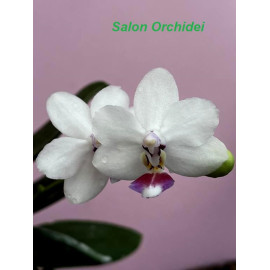 Phalaenopsis Miki...