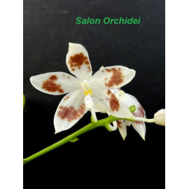 Phalaenopsis tetraspis...