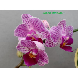 Phalaenopsis Sogo Vivien x...